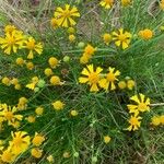 Helenium amarum Kvet