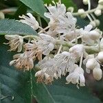 Clethra barbinervis Fleur