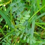 Hippocrepis biflora Leaf