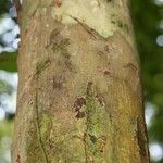 Oxandra asbeckii Corteza