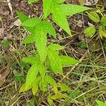 Cedronella canariensis Likasa