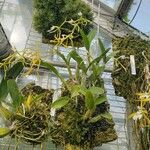 Epidendrum oerstedii Характер