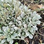 Antennaria parvifolia Листок