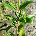 Phlox maculata Leaf