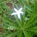 Hippobroma longiflora Цветок