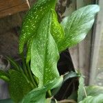 Zantedeschia albomaculata ഇല