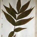 Carya ovata Folio