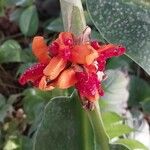 Hedychium gardnerianum ᱡᱚ