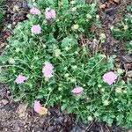 Scabiosa lucida Habitus