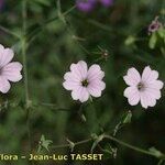 Vaccaria hispanica 花