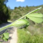 Trifolium stellatum (Leaf)