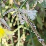 Launaea nudicaulis Fruit