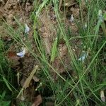 Lathyrus angulatus Fruit