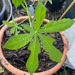 Manihot grahamii Leaf