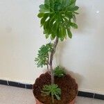 Aeonium arboreum Φύλλο