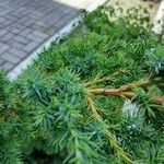 Juniperus communis Φλοιός