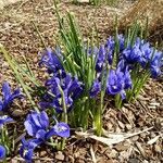 Iris reticulata Habit