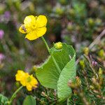Ranunculus thora Flower