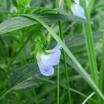 Viola elatior Flower