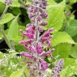 Stachys chamissonis Blomst