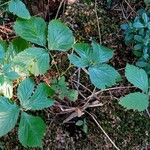 Rubus saxatilis 整株植物