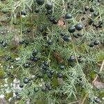 Asparagus acutifolius Frucht