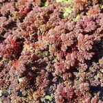 Azolla filiculoides Buveinė