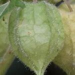 Physalis pubescens Fruit