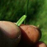 Carex pallescens Blad