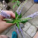 Veronicastrum sibiricum Leht