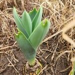 Ledebouria revoluta Leaf