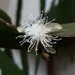 Rhipsalis elliptica പുഷ്പം