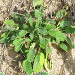 Stachys maritima Leaf