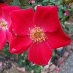 Rosa cinnamomea Lorea