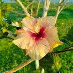 Hibiscus rosa-sinensisÕis