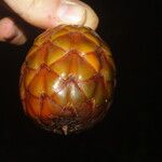 Raphia textilis Fruto