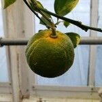 Citrus × aurantium Fruto