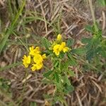 Medicago falcata Цвят