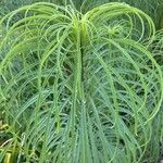 Ptilostemon gnaphaloides Leaf