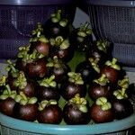 Garcinia mangostana Fruit