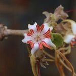 Strophanthus eminii Blüte