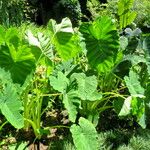 Colocasia esculenta आदत