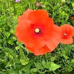 Papaver setiferumFlower