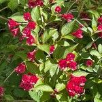 Weigela hortensis Cvet