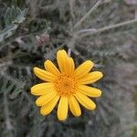 Euryops pectinatusBlüte