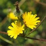 Picris rhagadioloides Fiore