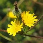 Picris rhagadioloides Flower