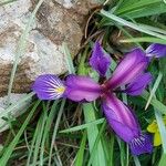 Iris gramineaFlower