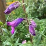 Penstemon gentianoides