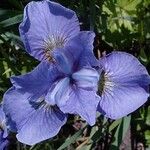 Iris sibirica Kwiat